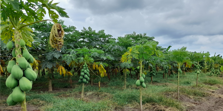 local farmers Angola