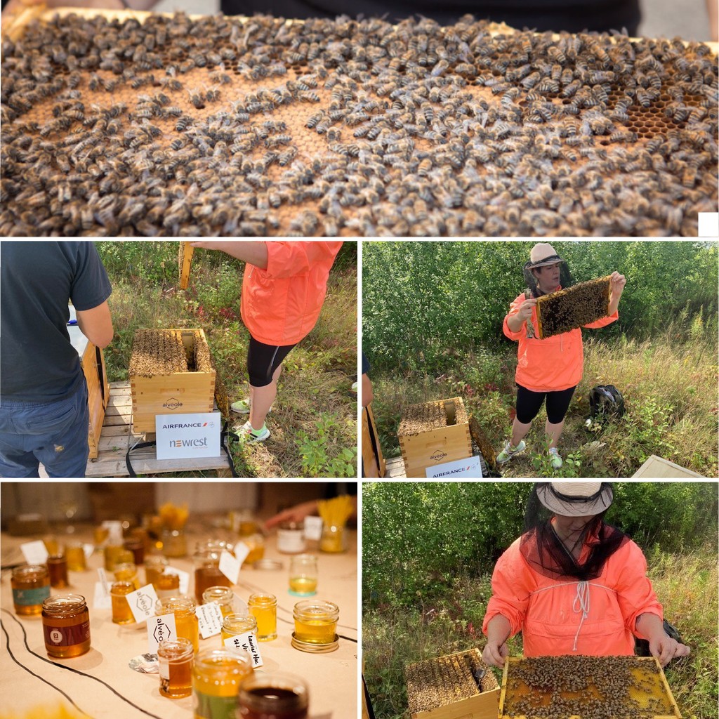 apiculture durable Montréal