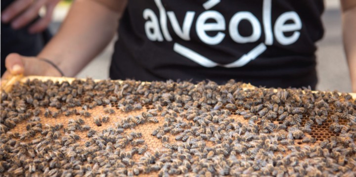 apiculture durable Montréal