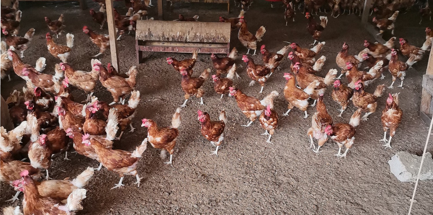 Actualización 2023 del compromiso con los huevos de gallinas no enjauladas