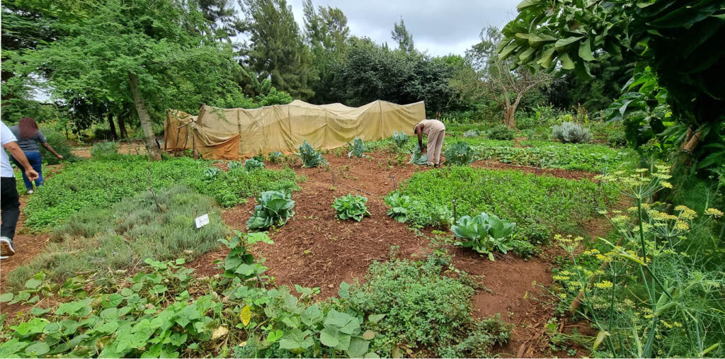 Photo showing harvesting related to Newrest’s commitment to the circular economy