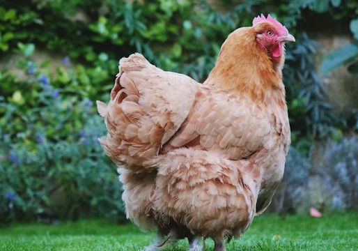cage-free eggs